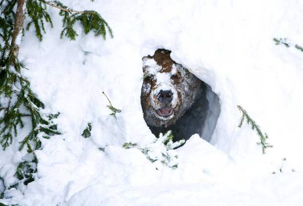 Если люди просят закопать себя в песок, то медведи закапываются в снег. 