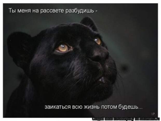 Главная котоматрица свежак