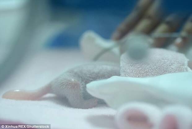 Одна из близняшек спряталась под одеялом, когда их впервые после рождения продемонстрировали публике животные, милота, панды
