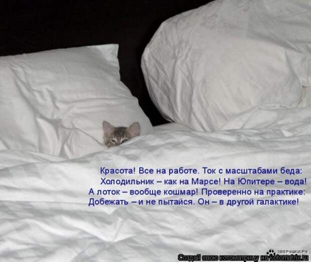 Лучшая котоматрица недели (38 фото)