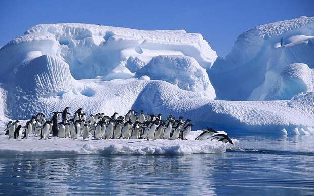 Антарктида. Пингвины