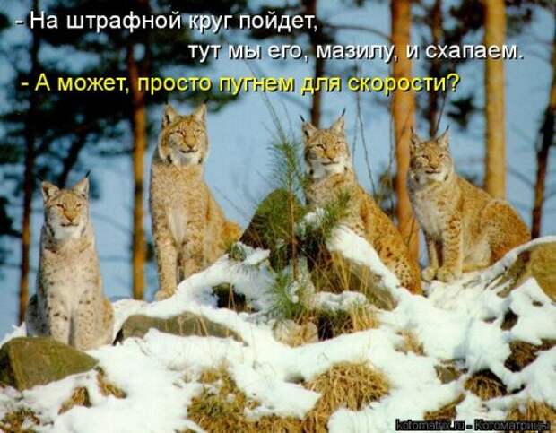 Отличная котоматрица на Бугаге (35 фото)