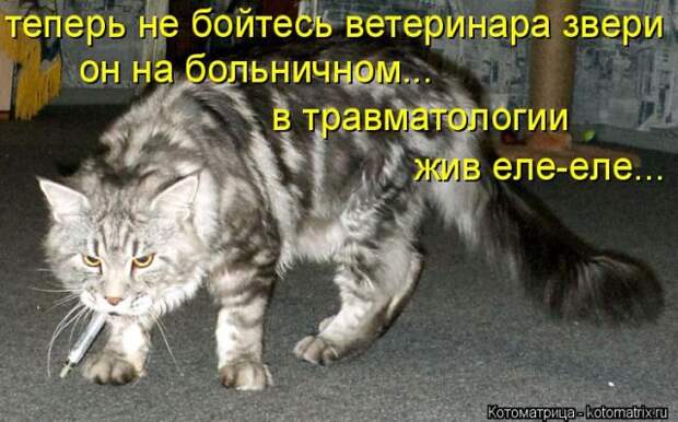 Лучшие котоматрицы недели (50 фото)