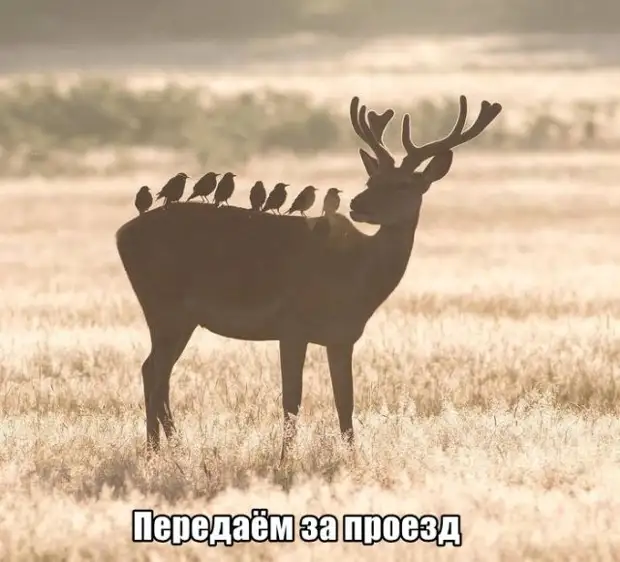 Смехотерапия дня. Забейте на всех и наслаждайтесь!