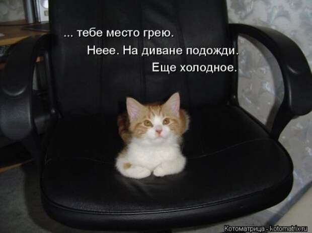Свежая котоматрица (20 фото)