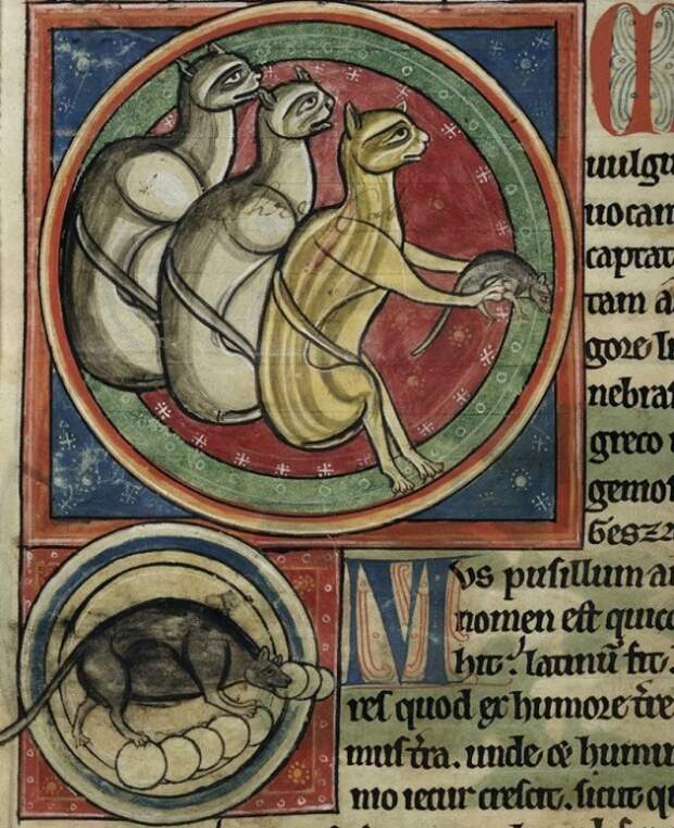 Страница из британской средневековой рукописной книги, в которой кошки представлены, как весьма полезные домашние животные / Фото: pbs.twimg.com