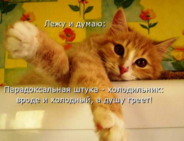 Прикольные картинки с котами коты, смешно