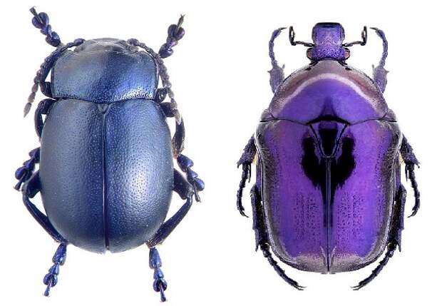 Картинки по запросу purple insect