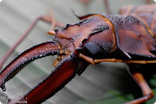 Оленерогий крупнозуб (лат. Macrodontia cervicornis)