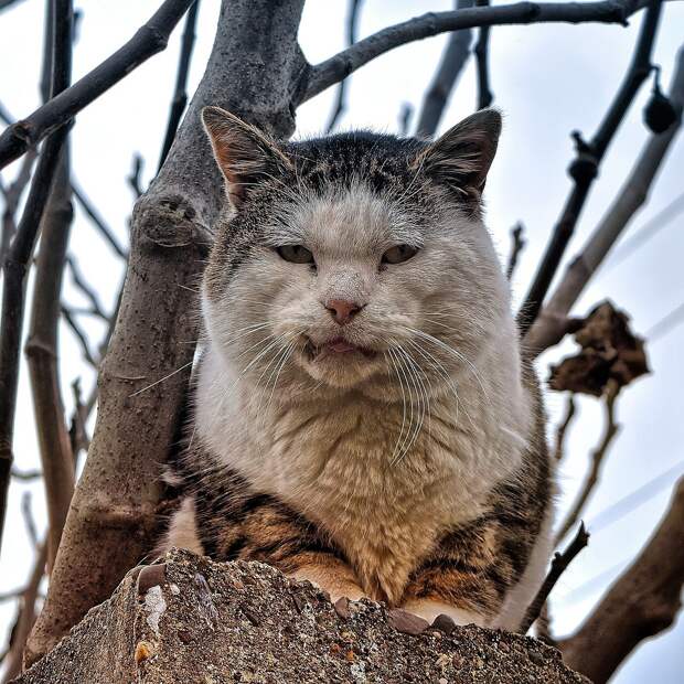 Ничейный Васька. Окончание