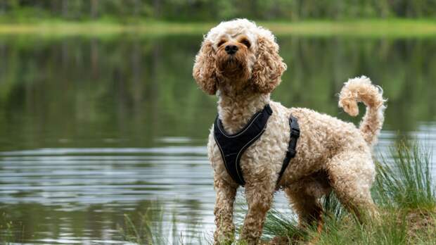 Кокапу — метис кокера и пуделя. Один из самых спорных гибридов: его внешность, мягко говоря, довольно неоднозначна. Фото kris mikael krister/unsplash Кокапу — метис кокера и пуделя. Один из самых спорных гибридов: его внешность, мягко говоря, довольно неоднозначна. Фото kris mikael krister/unsplash