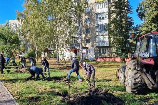В Тамбов закупают 600 саженцев липы крупнолистной