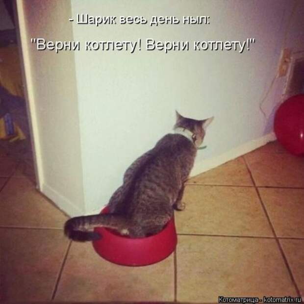 Не только котоматрицы.