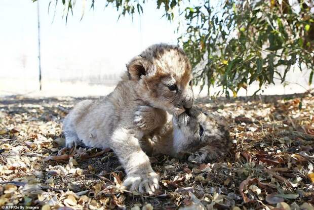В Южной Африке родились первые в мире львята "из пробирки"