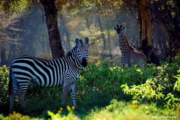 Где самое лучшее и доступное сафари в мире африка, животные, путешествия, сафари, туризм