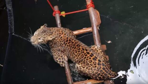 Как спасли леопарда, упавшего в колодец