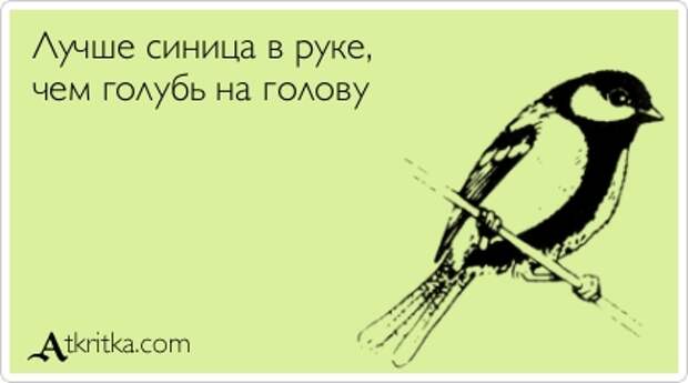 Лучше синица в руке, чем голубь на голову