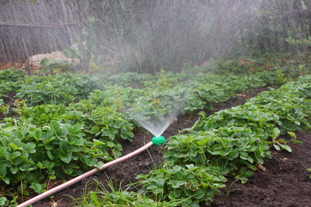Полив садовой земляники дождеванием