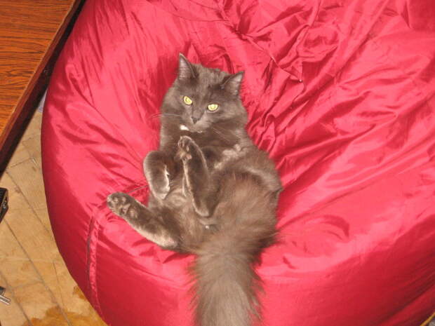 Немного про кота животные, коты