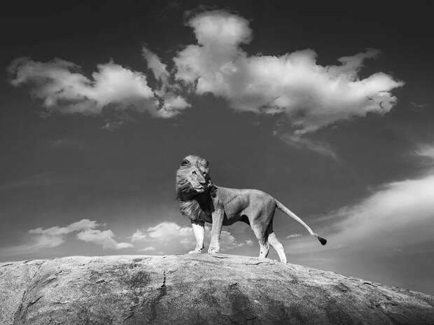 serengeti-rock-lion_94729_990x742