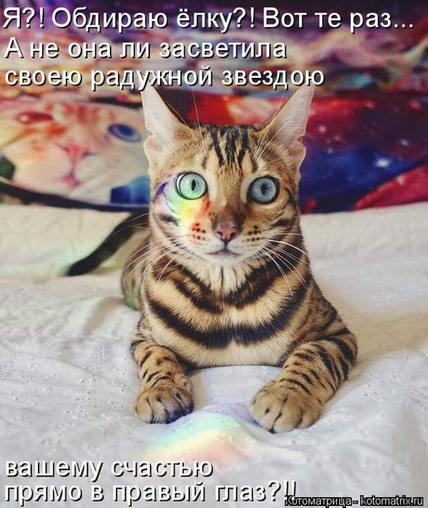 kotomatritsa_O (588x700, 419Kb)