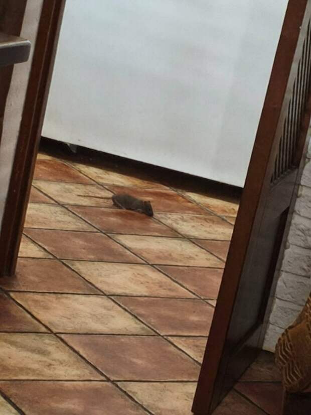 Крысы в заведении на Гурова, 16