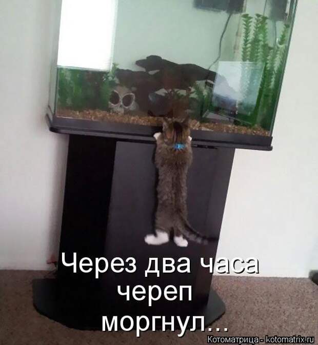 Забавные котоматрицы