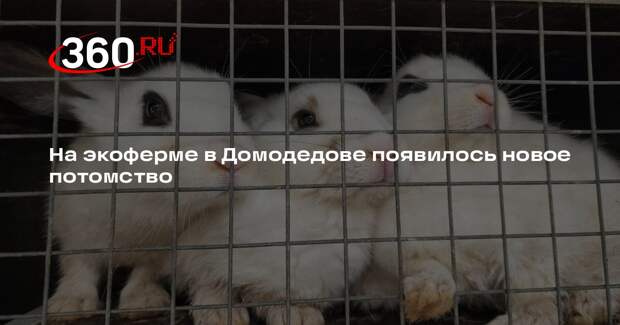 На экоферме в парке «Елочки» появилось новое потомство