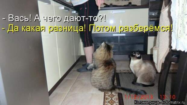 Лучшие котоматрицы недели  