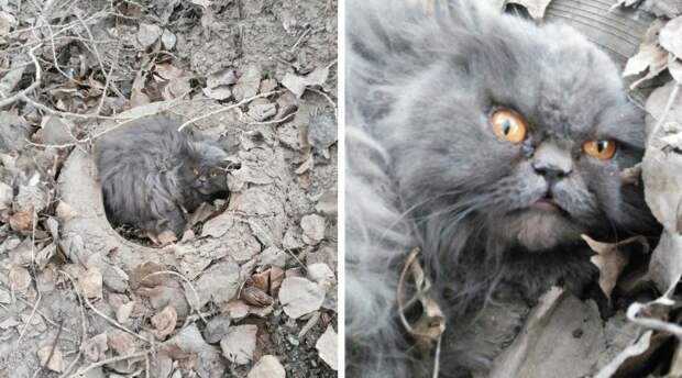 Шокированный кот забился в старое колесо и не двигался с места волонтер, истории спасения, кот, кошка, персидская кошка, персидский кот