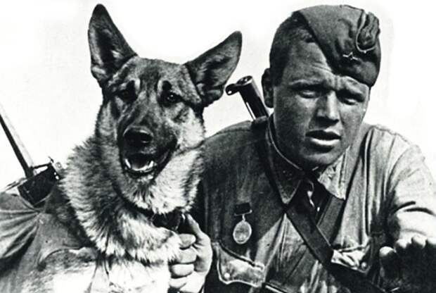 «Собачий бой»: как 150 псов «разорвали» два немецких батальона