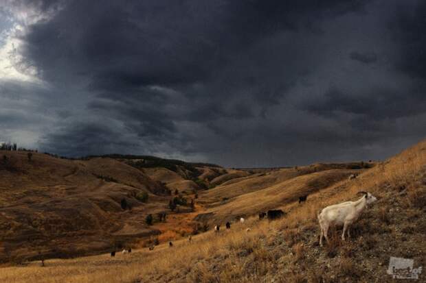 0532 Лучшие фотографии России 2011. Номинация “Природа”