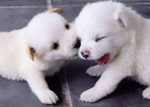 Cute Puppies (42 pics)