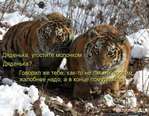 пятничный позитив в котомашках от Лисицы))