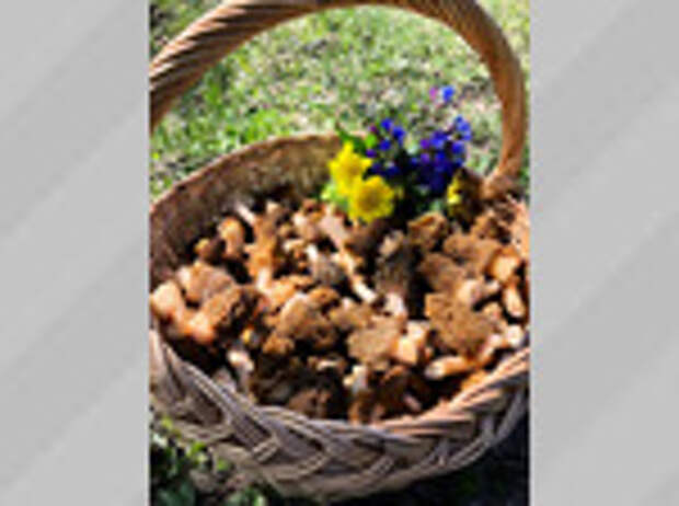 Фото: Елена Прилуцкая / vk.com/gribniki22rus