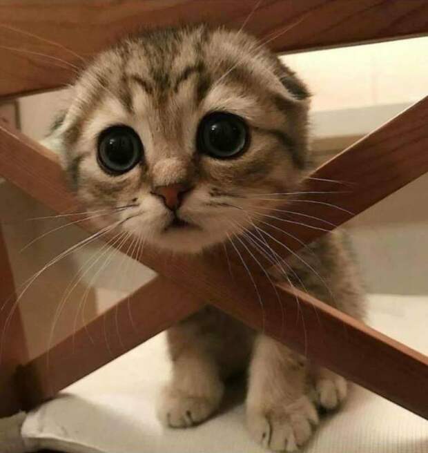 Кот с большими глазами