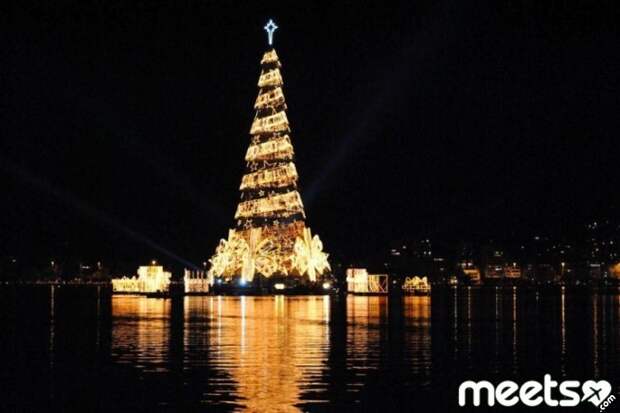 christmas tree, braazil golden christmas tree
