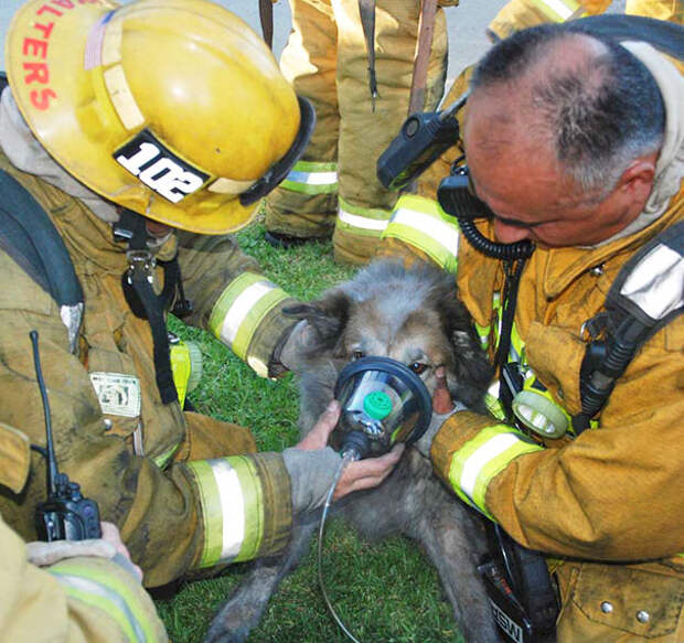 firefighters-rescuing-animals-saving-pets-19-5729dc71deb74__605