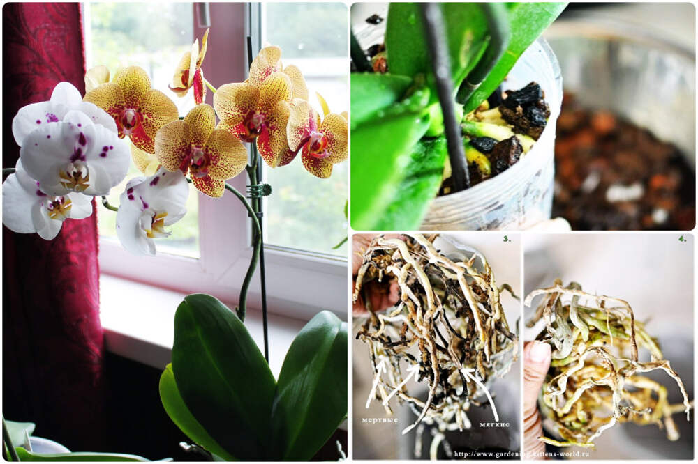 Пересадка цветущей орхидеи. Пересаживаем орхидею фаленопсис. Пересадка фаленопсиса. Пересадка орхидеи фото. Красивая пересадка орхидей.