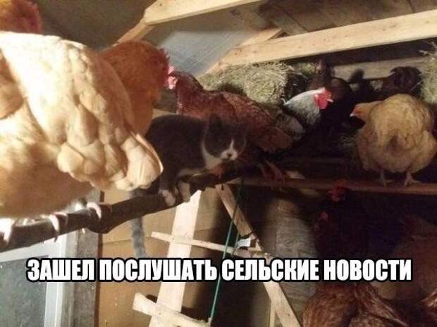 Так себе картинки