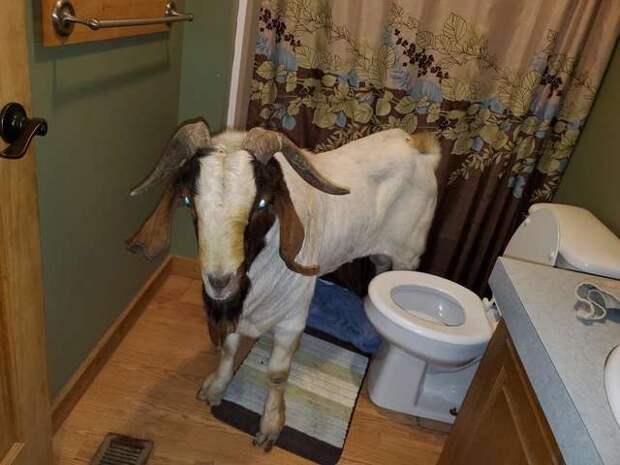 коза в ванной