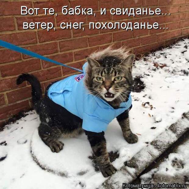 Лучшие котоматрицы недели (50 фото)