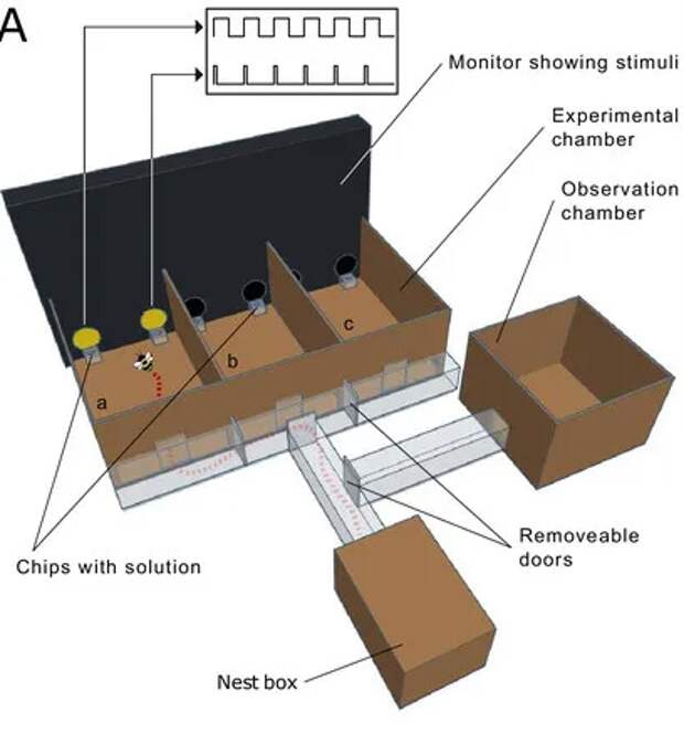 Ученые обнаружили у насекомых удивительный талант. Шмели разбираются в «азбуке Морзе»