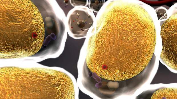 Circulation: уровень холестерина в организме определяет белок HELZ2