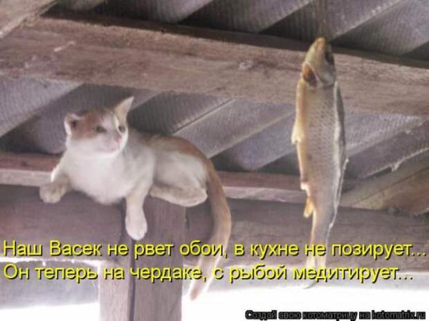 Котоматрицы (забавные картинки с надписями)