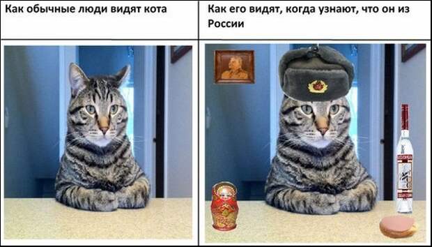 изображение: Как обычные люди видят кота. Как его видят, когда узнают, что он из России #Котоматрицы