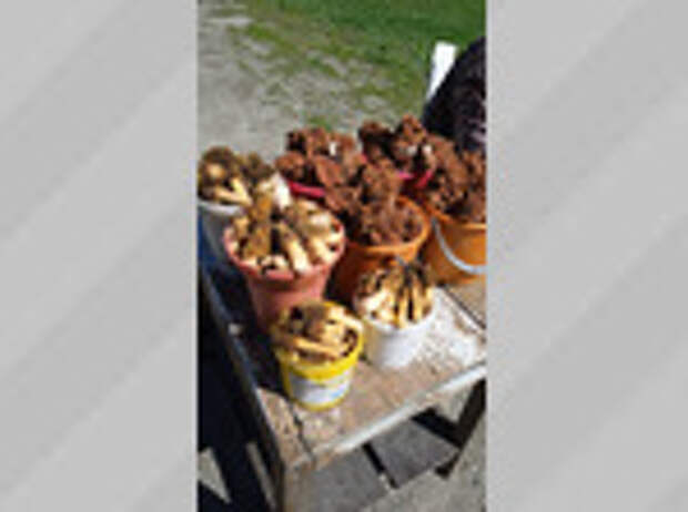 Фото: Светлана Тихонова / vk.com/gribniki22rus