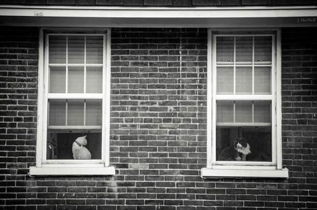 меланхоличные коты ждут хозяина у окна (13)