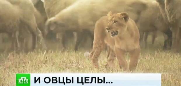 В Дагестане появилась львица-пастух