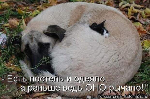 Лучшие котоматрицы за неделю